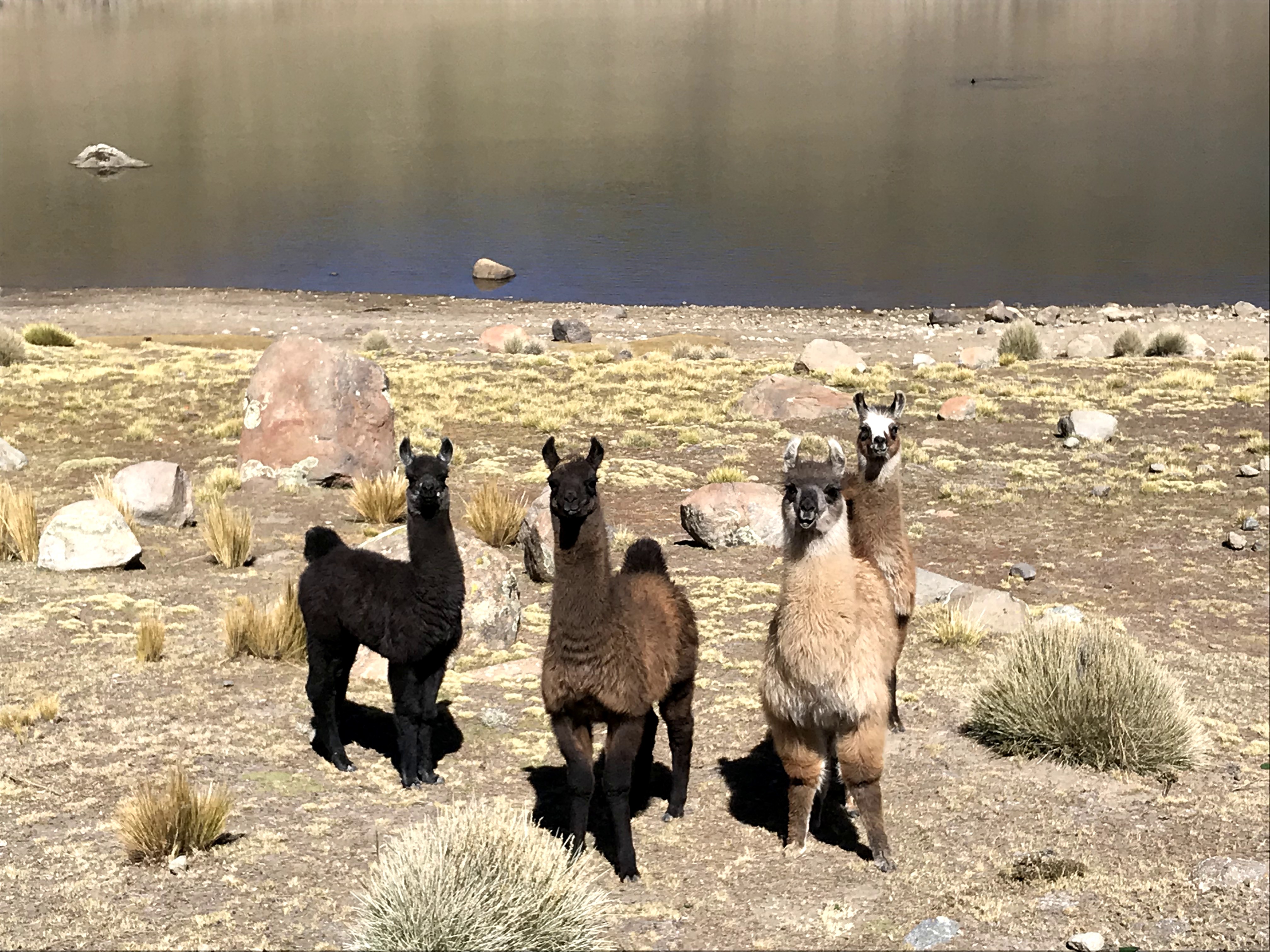 4 Horas dentro de las minas de Potosí