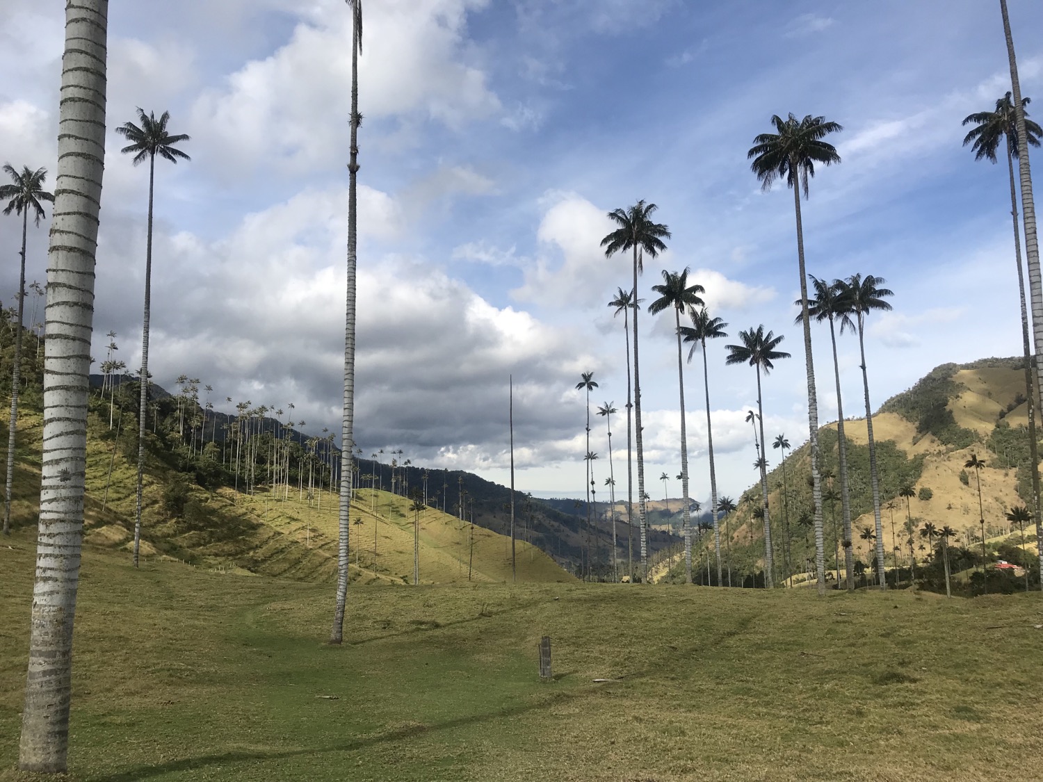 Aventura en el Valle del Cocora