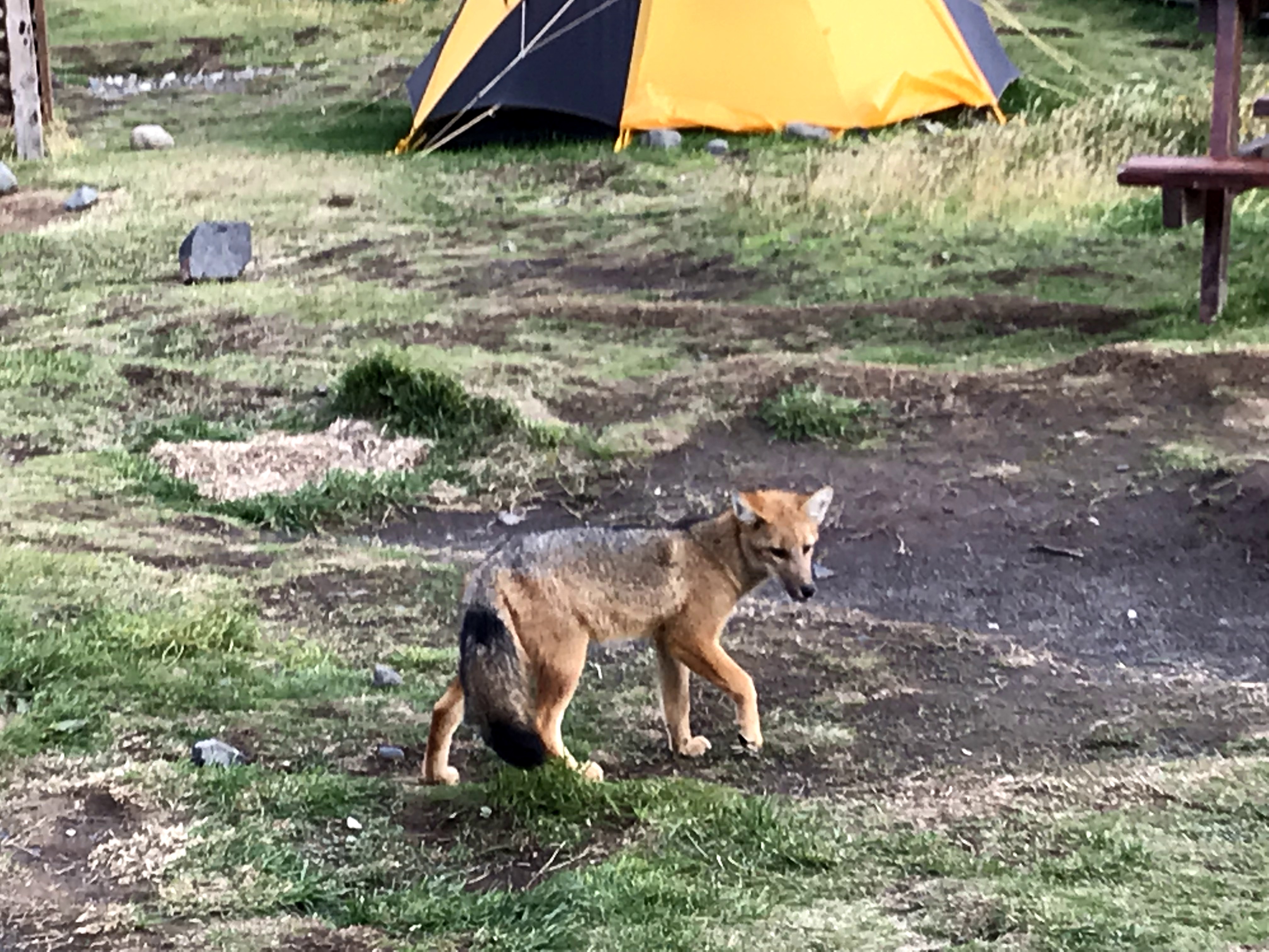Circuito W en Torres del Paine, 80km en 4 días