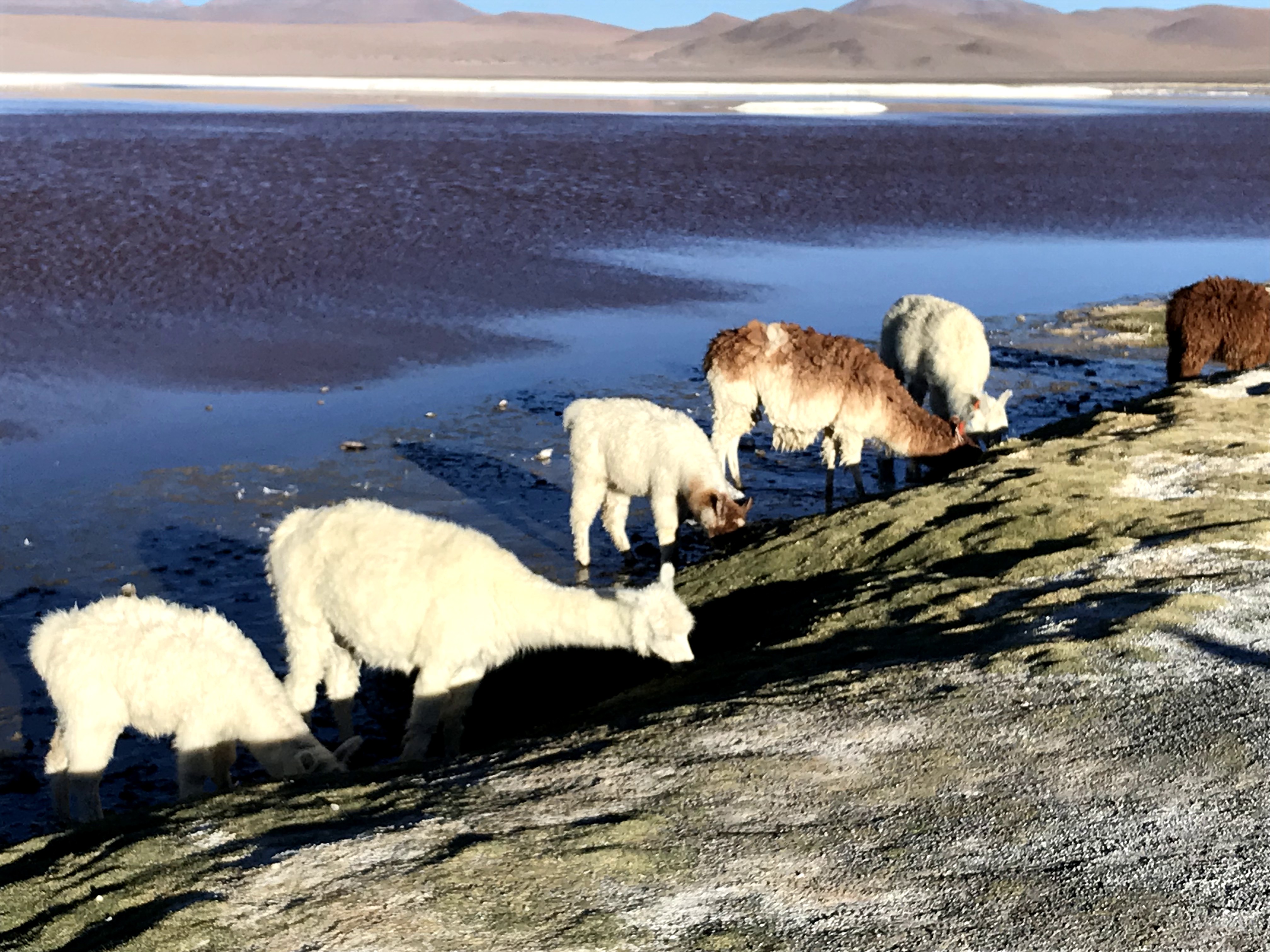 Salar de Uyuni y tour de 3 días