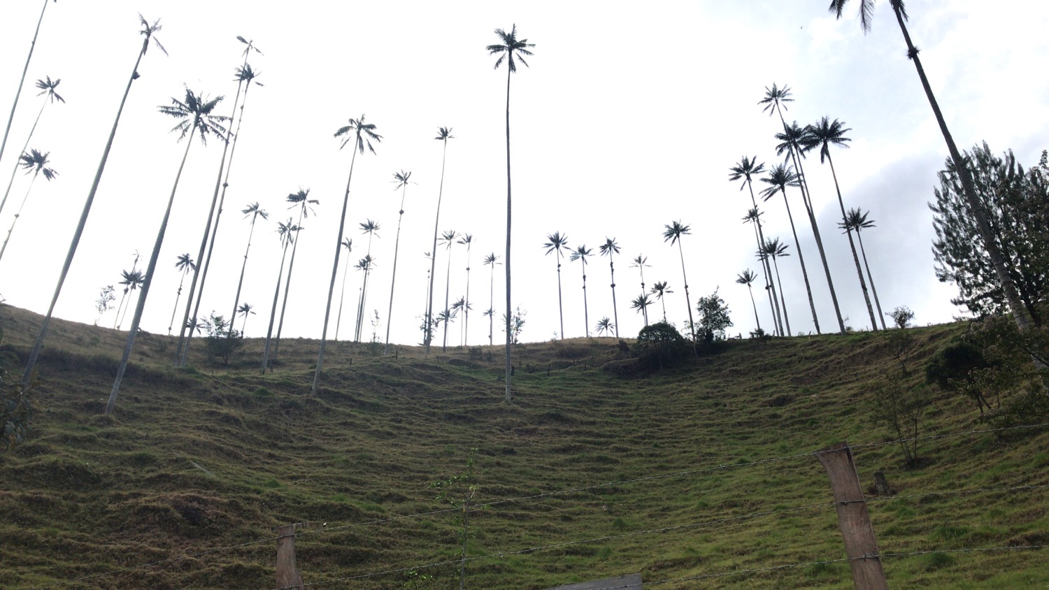 Aventura en el Valle del Cocora